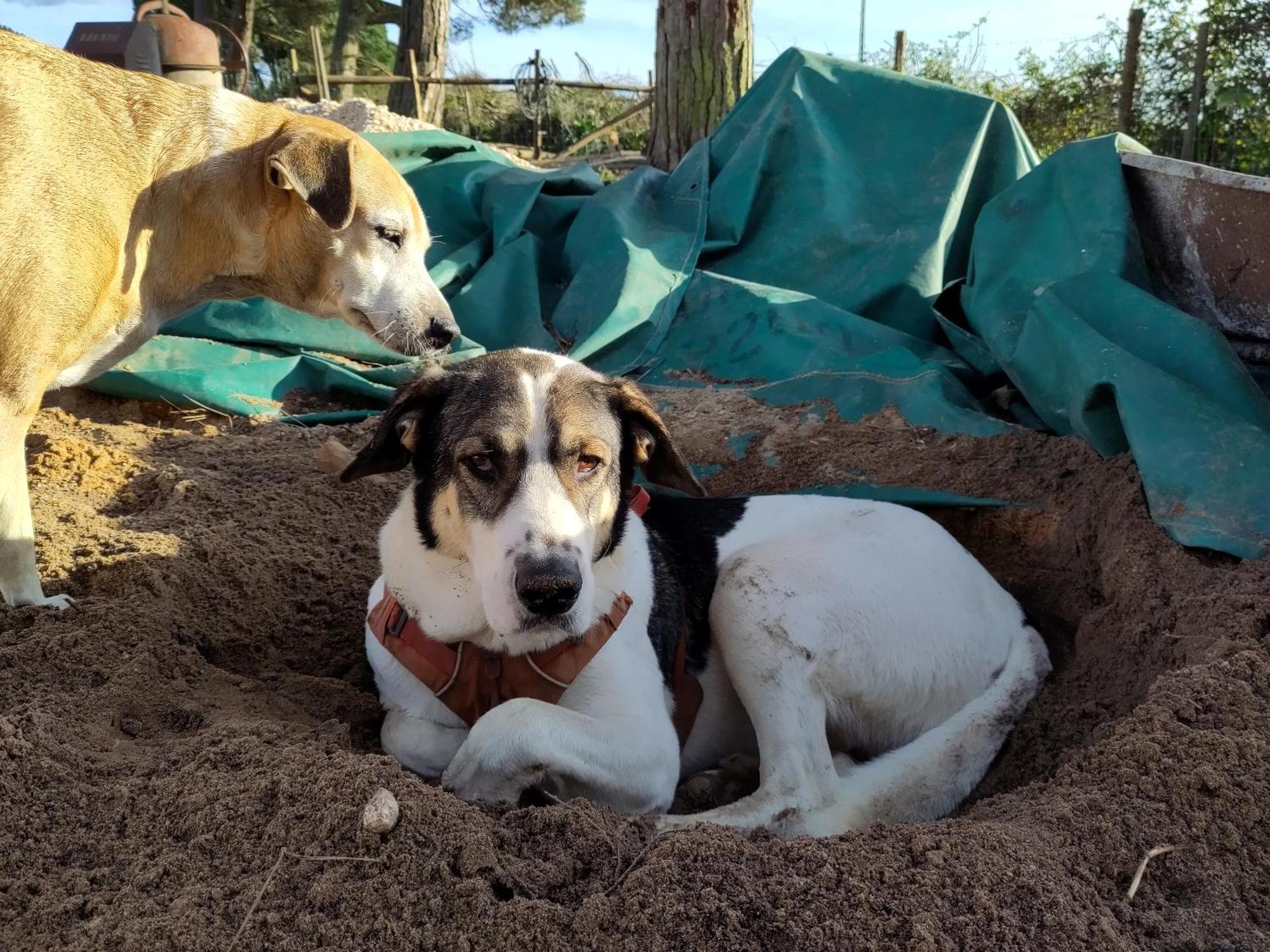Hotel Cosy Nest In Animal Rescue Monte Dos Vagabundos à São Teotónio Extérieur photo